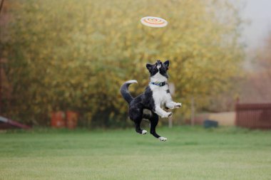 Uçan bir disk köpek yakalar