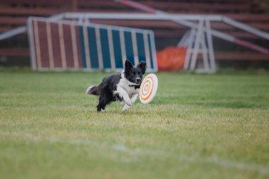 Uçan bir disk köpek yakalar