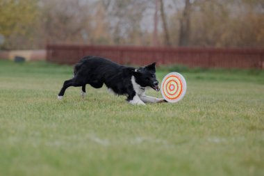 Uçan bir disk köpek yakalar