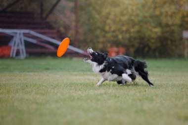 Uçan bir disk köpek yakalar