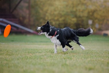 Uçan bir disk köpek yakalar