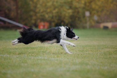 Uçan bir disk köpek yakalar