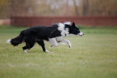 Uçan bir disk köpek yakalar