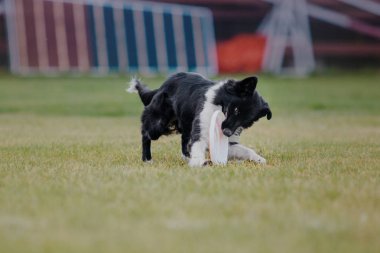 Uçan bir disk köpek yakalar