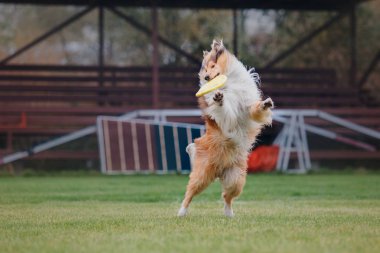 Uçan bir disk köpek yakalar
