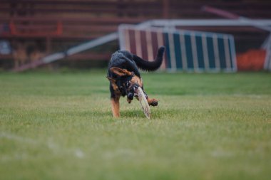 Uçan bir disk köpek yakalar