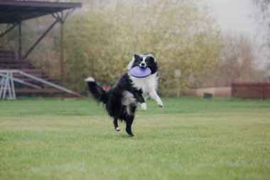 Uçan bir disk köpek yakalar