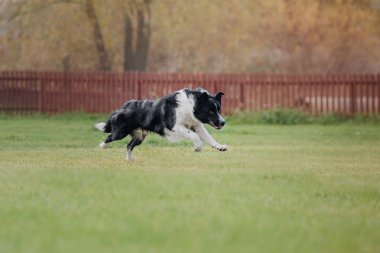 Uçan bir disk köpek yakalar