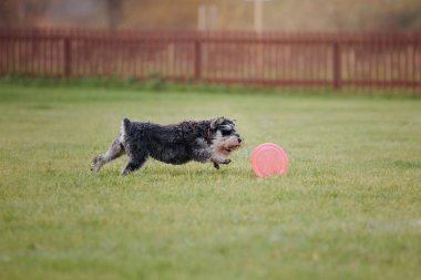 Uçan bir disk köpek yakalar