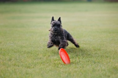 Uçan bir disk köpek yakalar
