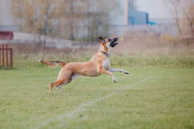 Uçan bir disk köpek yakalar