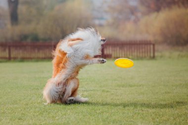 Uçan bir disk köpek yakalar