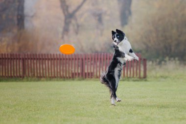 Uçan bir disk köpek yakalar
