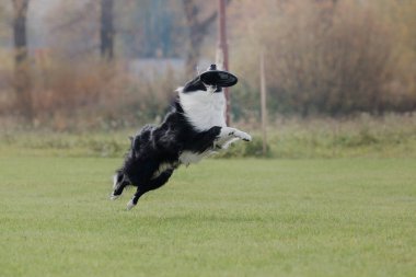 Uçan bir disk köpek yakalar