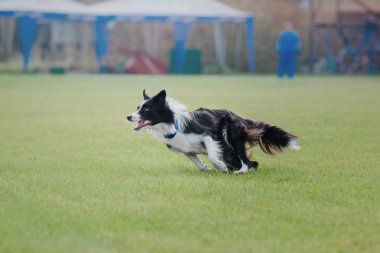Uçan bir disk köpek yakalar
