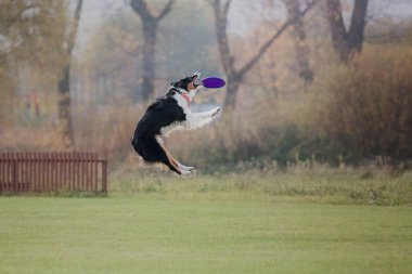 Uçan bir disk köpek yakalar