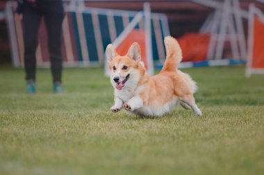 Uçan bir disk köpek yakalar