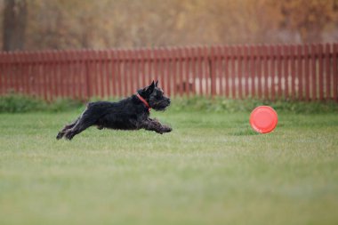 Uçan bir disk köpek yakalar