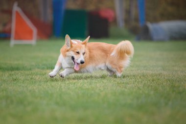 Uçan bir disk köpek yakalar