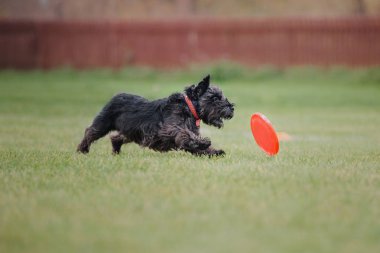 Uçan bir disk köpek yakalar