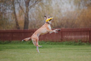 Uçan bir disk köpek yakalar