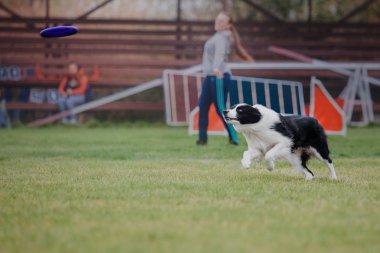 Uçan bir disk köpek yakalar