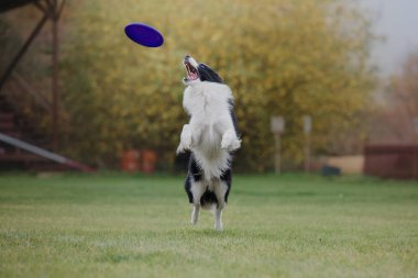 Uçan bir disk köpek yakalar