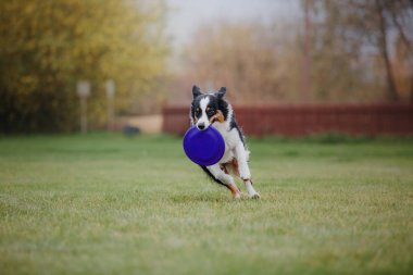 Uçan bir disk köpek yakalar