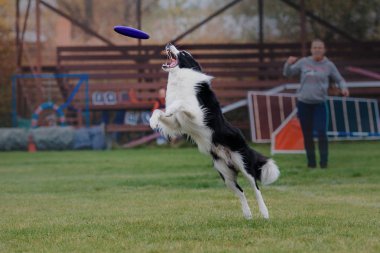 Uçan bir disk köpek yakalar