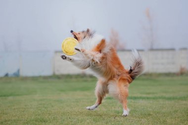 Uçan bir disk köpek yakalar