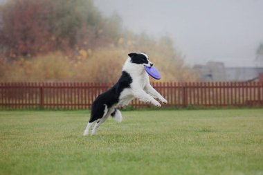 Uçan bir disk köpek yakalar