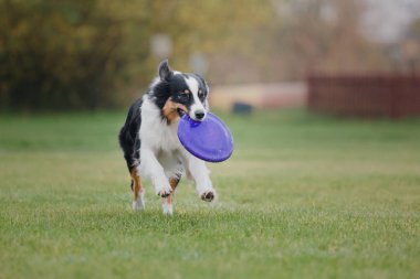 Uçan bir disk köpek yakalar