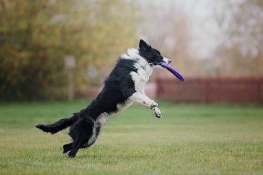Uçan bir disk köpek yakalar