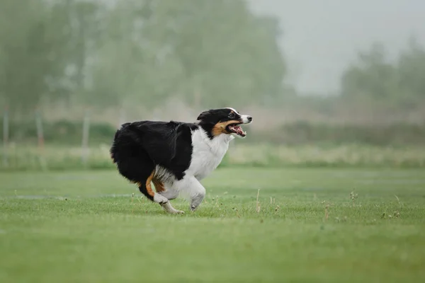 Perro Atrapa Disco Volador — Foto de Stock