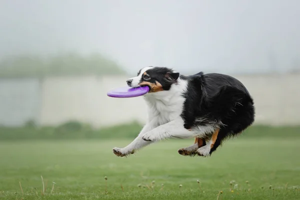 Hond Vangt Een Vliegende Schijf — Stockfoto