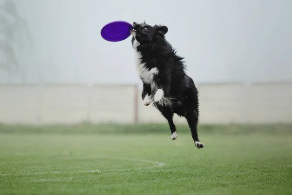 Собака Ловит Летающий Диск — стоковое фото