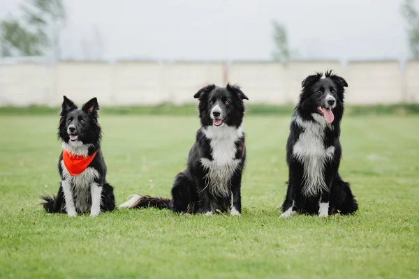 Group of dogs together