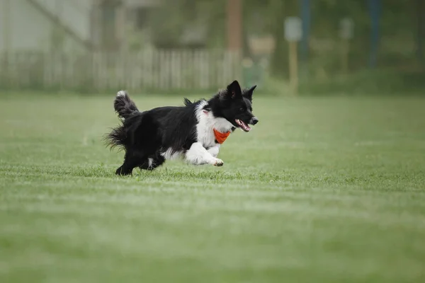 Dog catches a flying disc