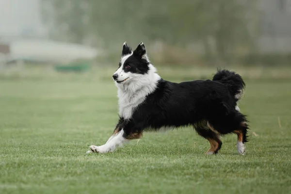 Σκύλος Πιάνει Έναν Ιπτάμενο Δίσκο — Φωτογραφία Αρχείου
