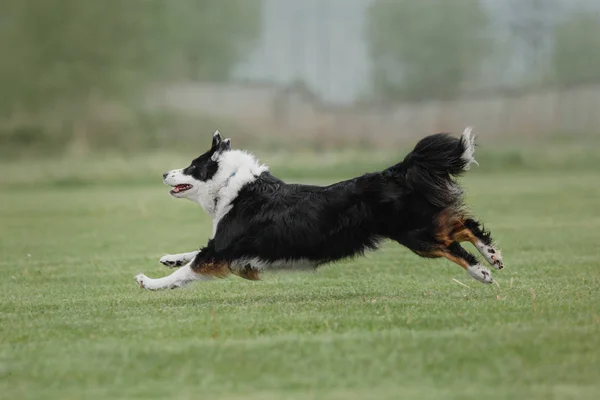 Hond Vangt Een Vliegende Schijf — Stockfoto