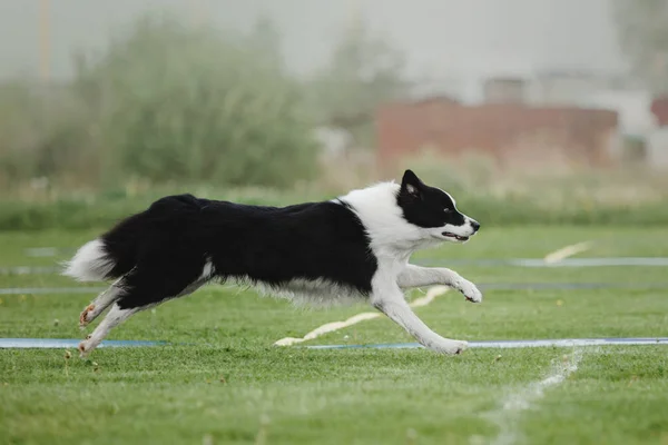 Hund Fångar Flygande Skiva — Stockfoto