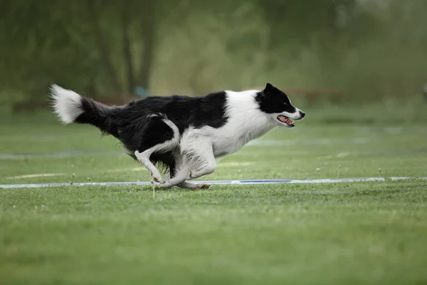 Hund Fångar Flygande Skiva — Stockfoto