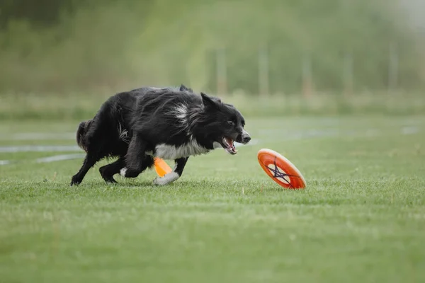 Hund Fångar Flygande Skiva — Stockfoto