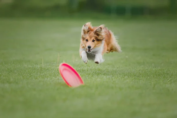 Hund Fängt Fliegende Scheibe — Stockfoto