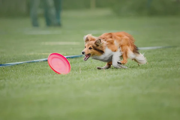 Hund Fångar Flygande Skiva — Stockfoto