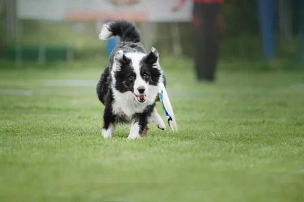 Chien Attrape Disque Volant — Photo