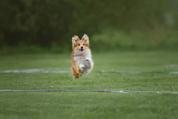 Cão Pega Disco Voador — Fotografia de Stock