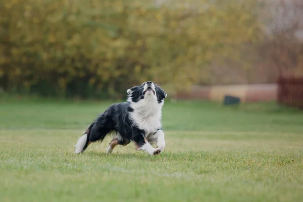 Собака Ловить Літаючий Диск — стокове фото