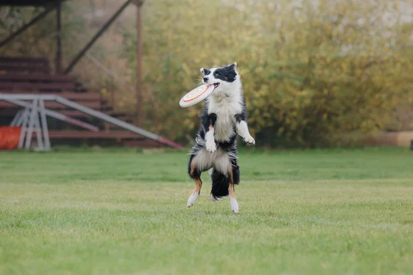 犬がフライング ディスクをキャッチします — ストック写真