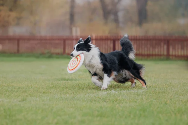 Hund Fångar Flygande Skiva — Stockfoto